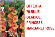 OFFERTA 70 BULBI GLADIOLI A FIORI GRANDI PRINCESS MARGARET ROSE