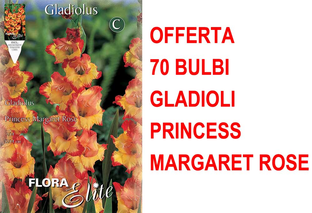 OFFERTA 70 BULBI GLADIOLI A FIORI GRANDI PRINCESS MARGARET ROSE
