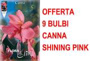 OFFERTA 9 BULBI CANNA BROWNLEAVED  SHINING PINK
