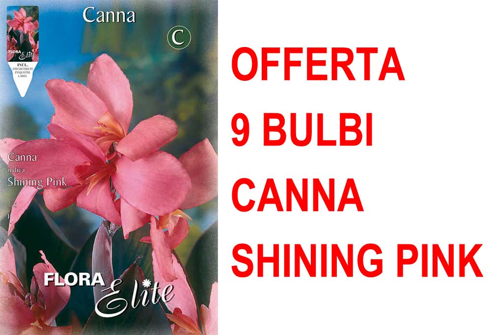 OFFERTA 9 BULBI CANNA BROWNLEAVED  SHINING PINK