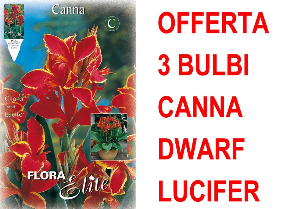 OFFERTA 3 BULBI CANNA DWARF LUCIFER