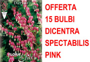 OFFERTA 15 BULBI DICENTRA SPECTABILIS ROSA