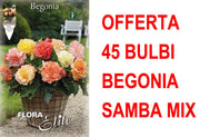 OFFERTA 45 BULBI BEGONIA SAMBA MIX