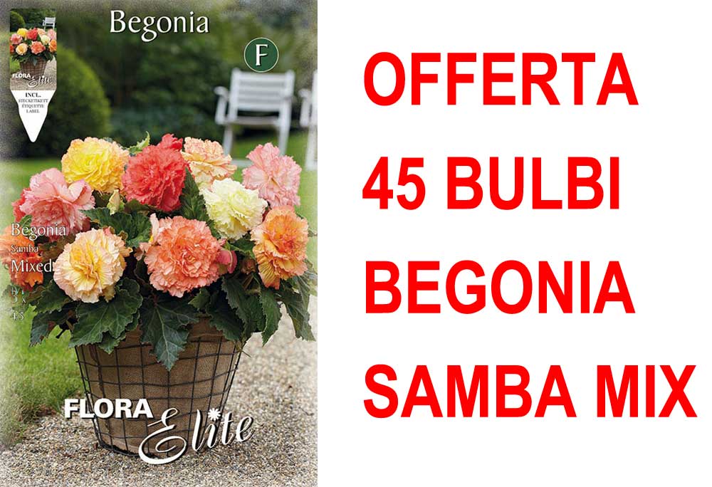 OFFERTA 45 BULBI BEGONIA SAMBA MIX