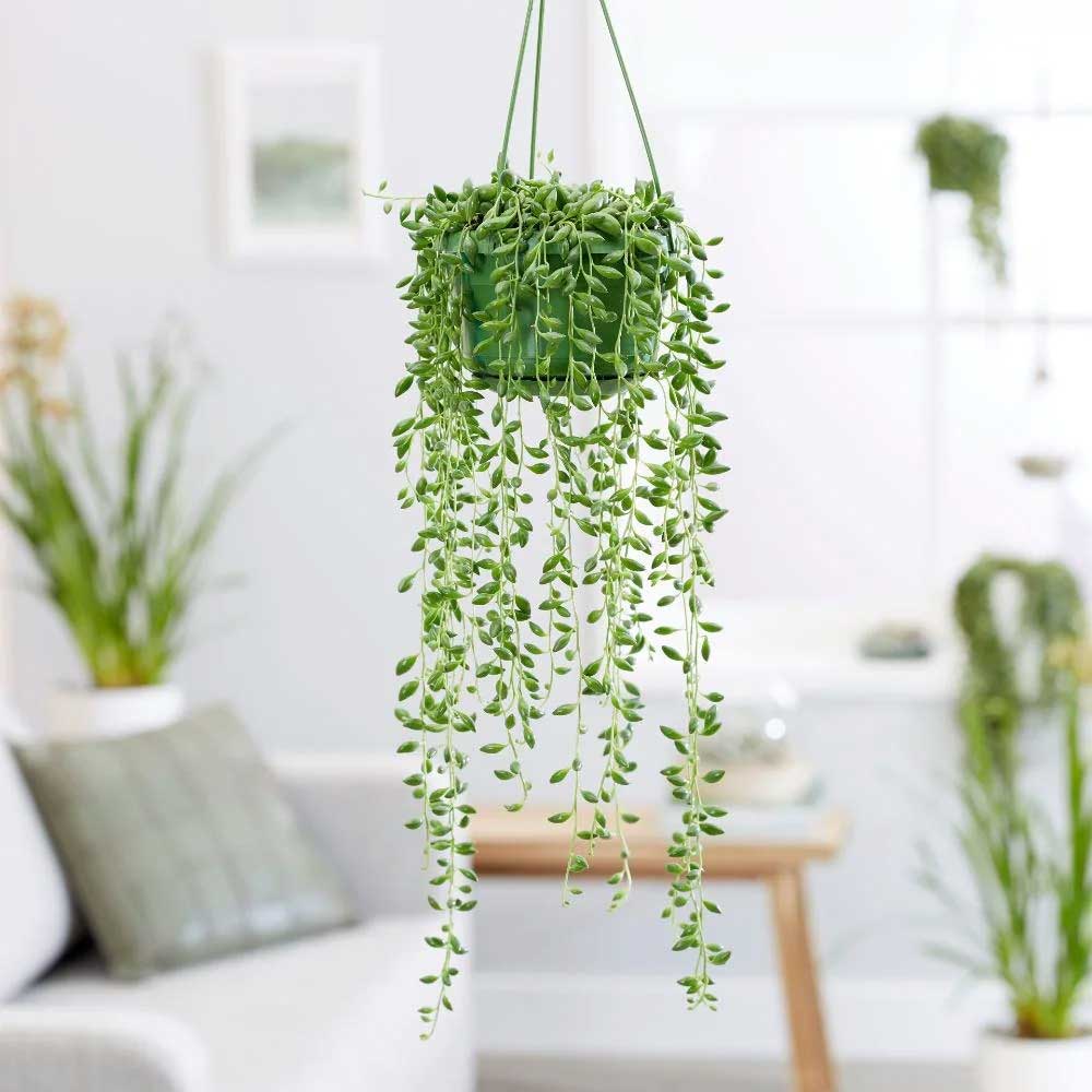 SENECIO O PIANTA DEL ROSARIO VASO 12CM