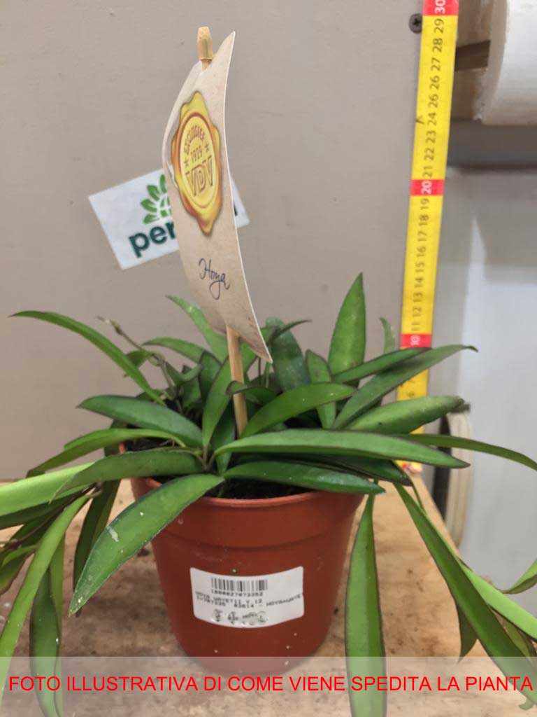 HOYA WAYETII FIORE DI CERA VASO 12CM