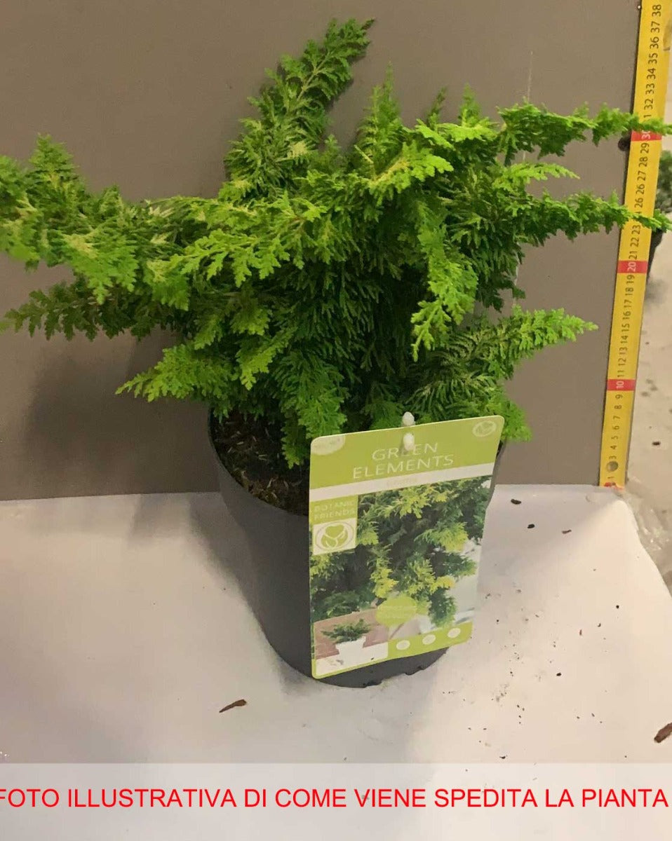 CHAMAECYPARIS OBTUSA NANA GRAFFITI VASO 19CM