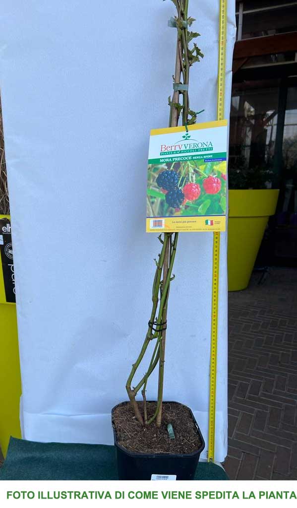 MORA SENZA SPINE TARDIVA VASO 18CM