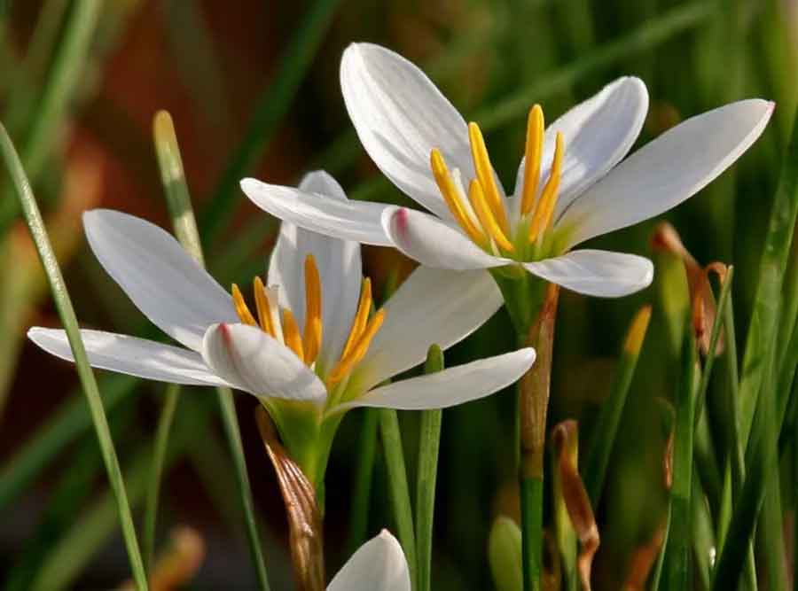 ZEPHYRANTHES CANDIDA IN VASO 17CM