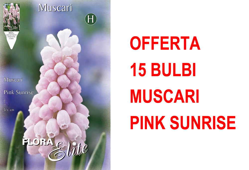 OFFERTA 15 BULBI MUSCARI PINK SUNRISE