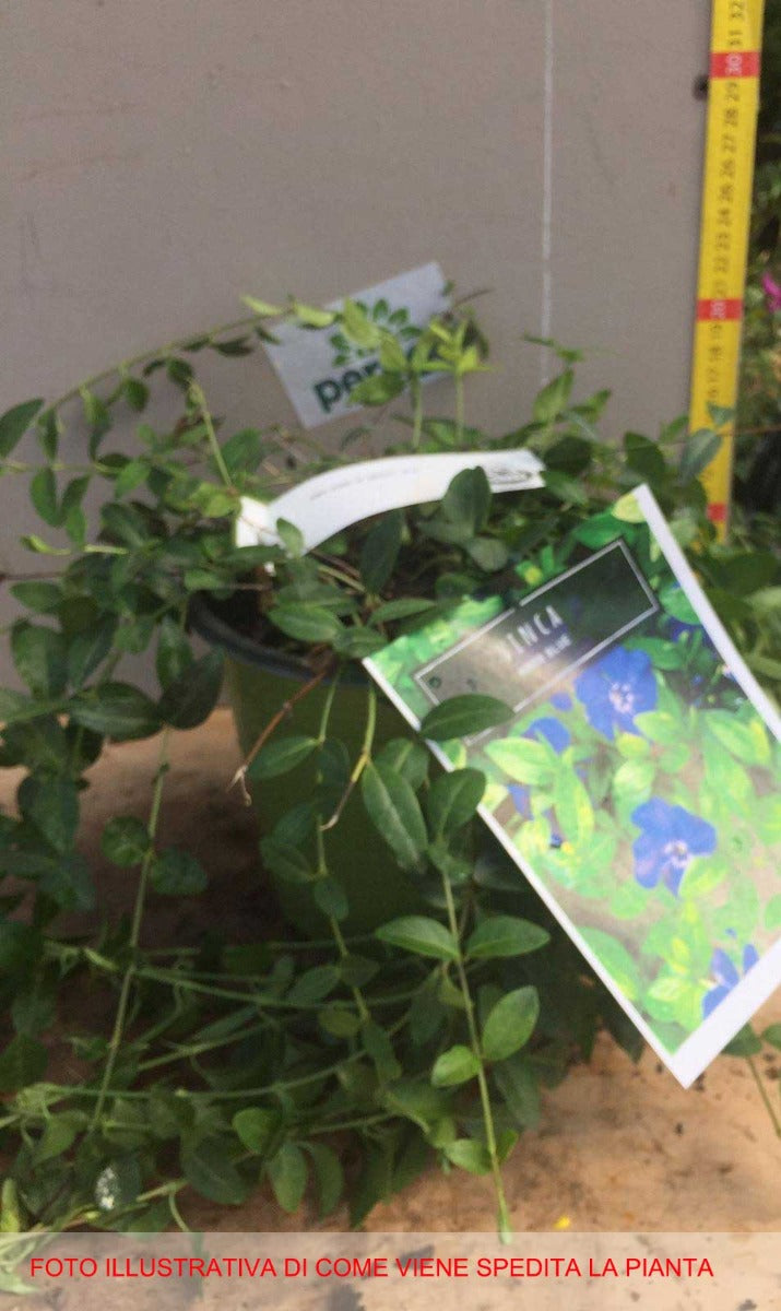 VINCA MINOR BLUE IN VASO 17CM