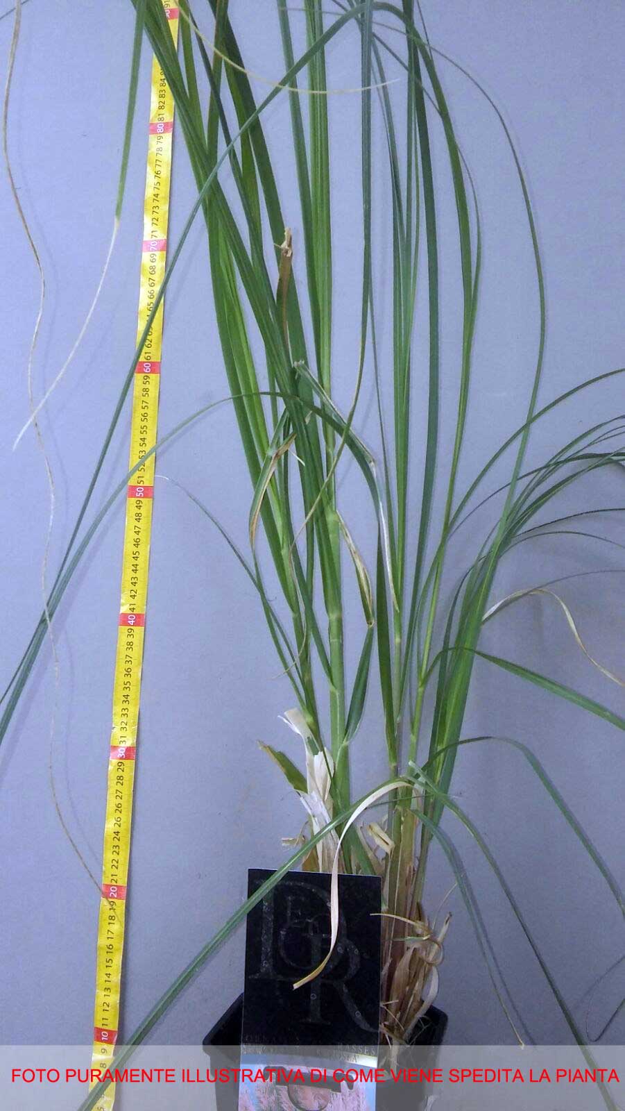 CORTADERIA SELLOANA ROSEA IN VASO 17CM
