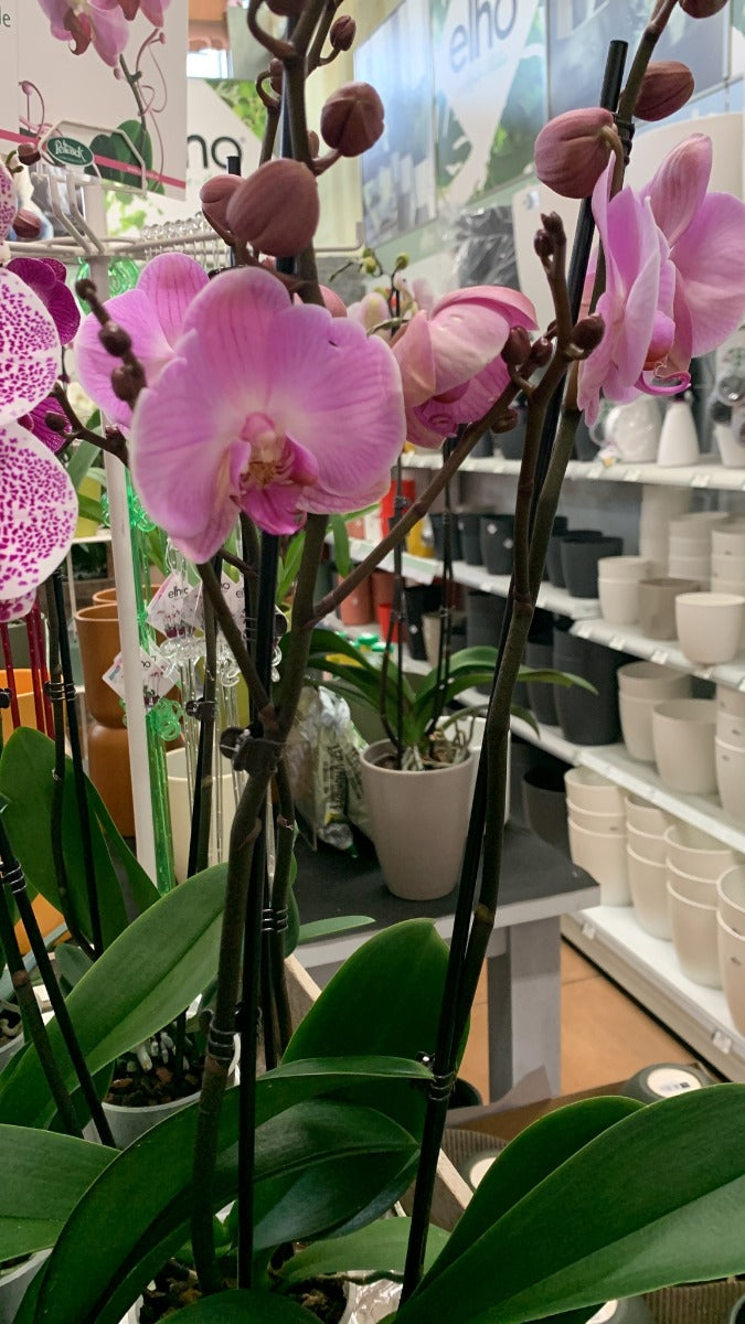 ORCHIDEA PHALAENOPSIS COLORE ASSORTITO VASO 12CM 2 RAMI
