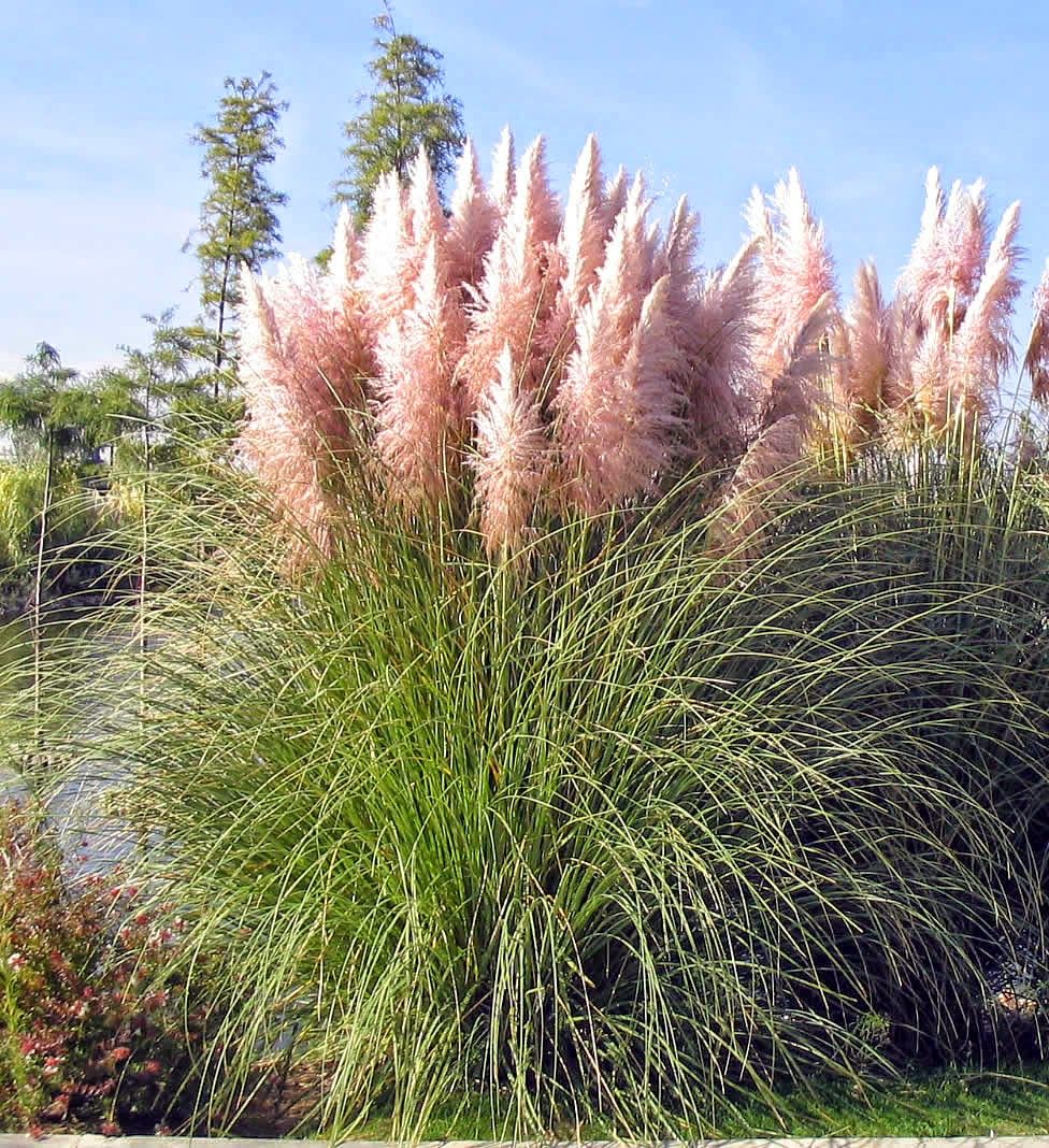 CORTADERIA SELLOANA ROSA O BIANCA ASSORTITA IN VASO 9CM