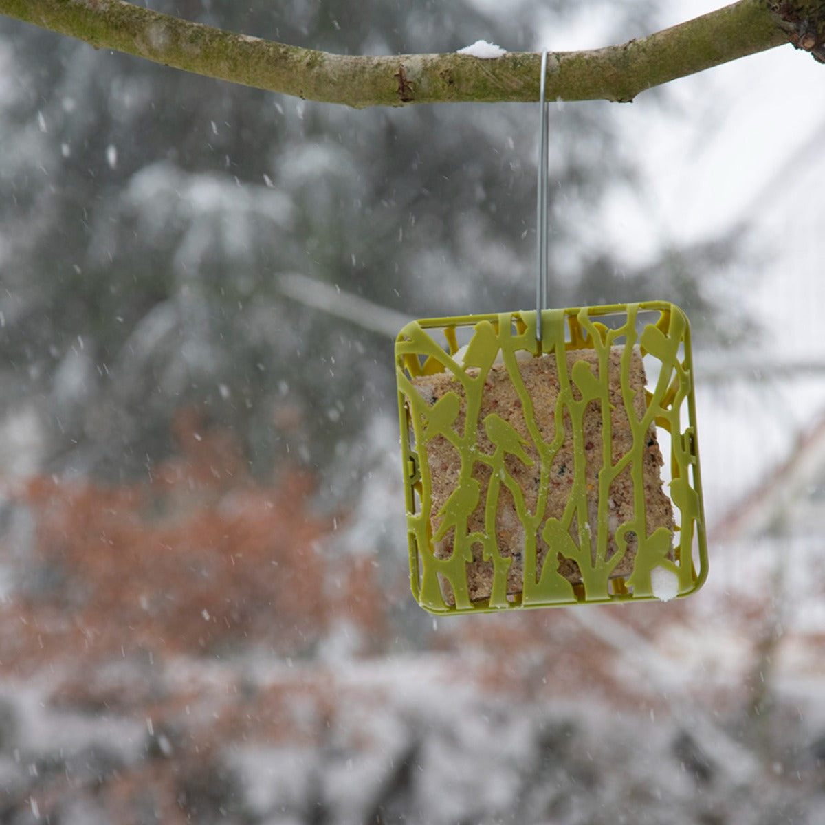 PORTA TORTINA CHIFFCHAFF PER UCCELLI SELVATICI