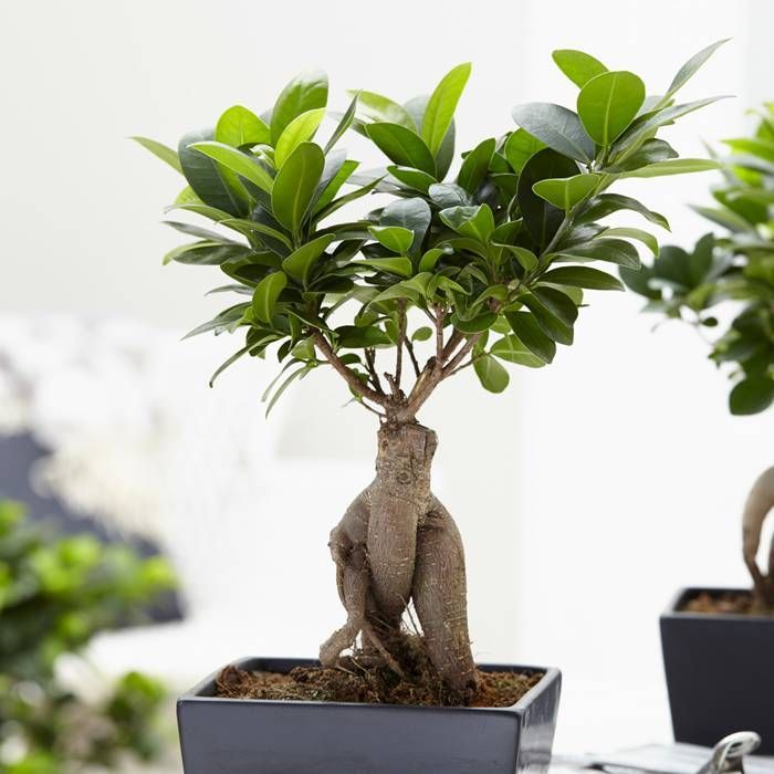 FICUS GINSENG BONSAI IN CIOTOLA IN CERAMICA 20CM
