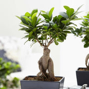 FICUS GINSENG BONSAI VASO CUBO IN SUGHERO 11CM