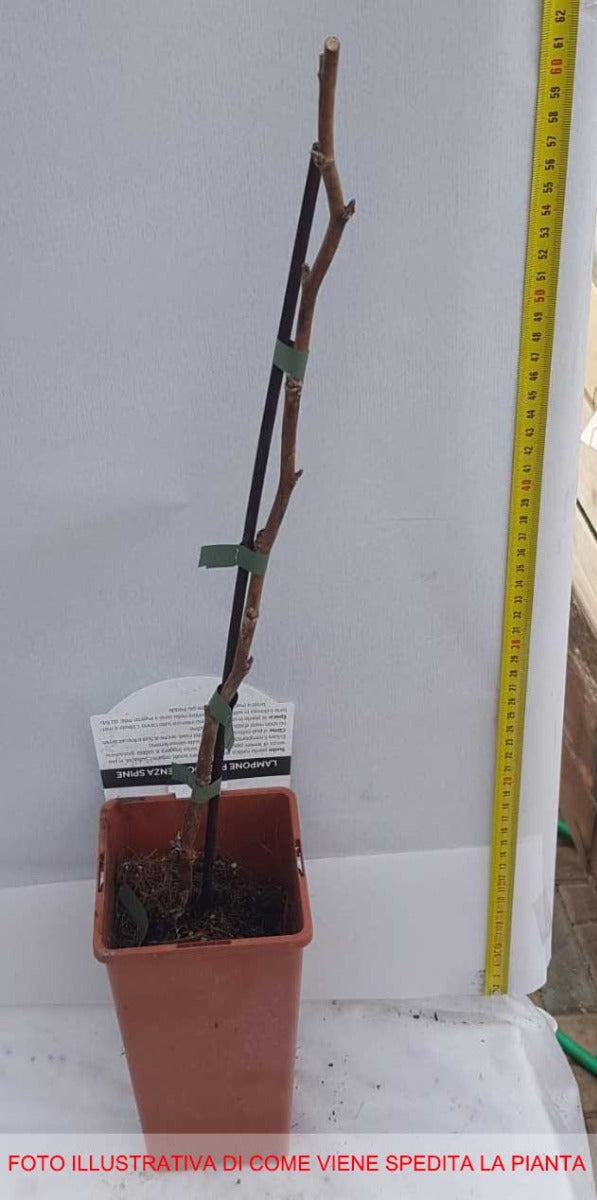 LAMPONE ROSSO RIFIORENTE MAGDA IN VASO 2 LITRI