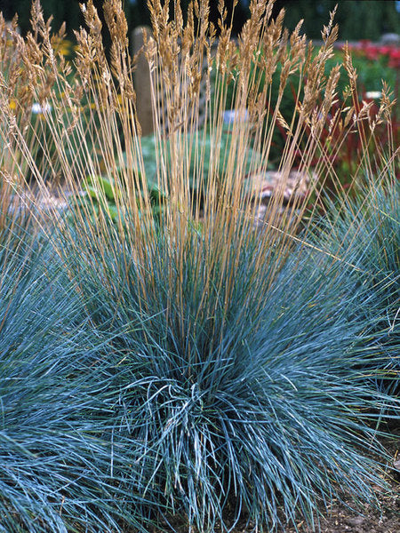 FESTUCA ELIJAHBLUE IN VASO 15CM