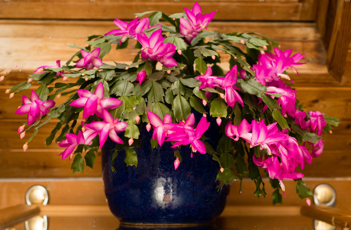 SCHLUMBERGERA CACTUS DI NATALE IN VASO 9CM COLORE ASSORTITO