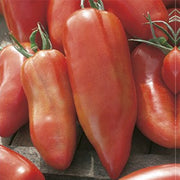 15 PIANTE IN VASO Ø10CM DI POMODORO SAN MARZANO CORNO DELLE ANDE