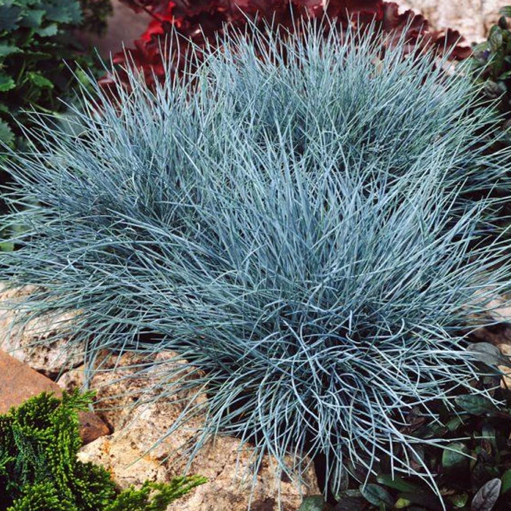 FESTUCA GLAUCANTHA COMPACT BLUE VASO 10CM