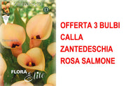 OFFERTA 3 BULBI CALLA ZANTEDESCHIA ROSA SALMONE