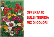 OFFERTA 80 BULBI TIGRIDIA MIX DI COLORI