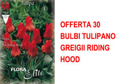 OFFERTA 30 BULBI TULIPANO GREIGII RIDING HOOD