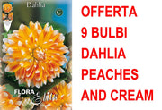 OFFERTA 9 BULBI BULBI DAHLIA DECORATIVE PEACHES AND CREAM