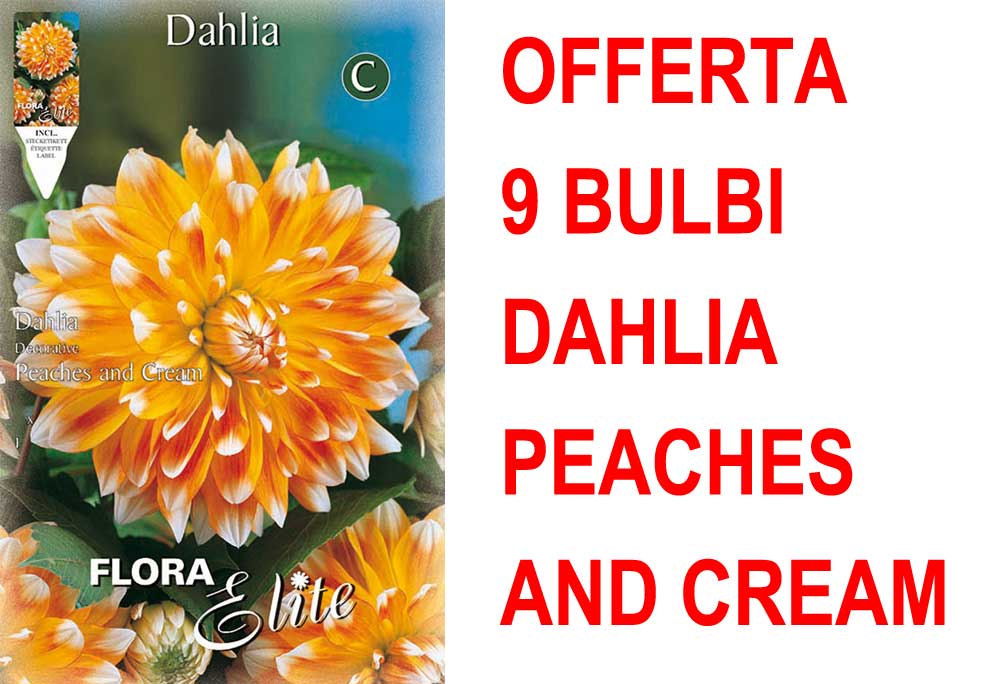 OFFERTA 9 BULBI BULBI DAHLIA DECORATIVE PEACHES AND CREAM