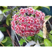 HOYA PUBLICALIX FIORE DI CERA VASO 12CM