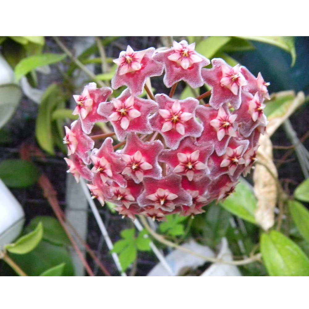 HOYA PUBLICALIX FIORE DI CERA VASO 12CM