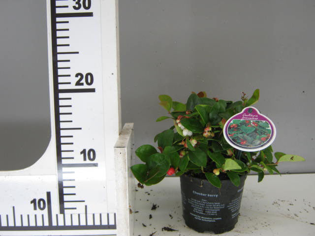 GAULTHERIA PROCUMBENS TE' DEL CANADA VASO 11CM