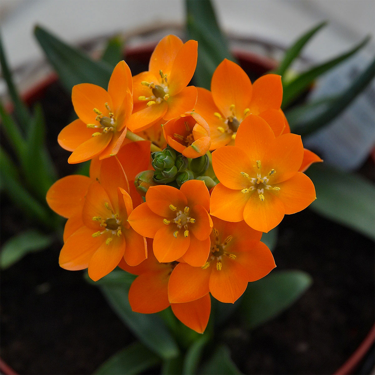 ORNITHOGALUM DUBIUM ARANCIONE VASO 10.5CM