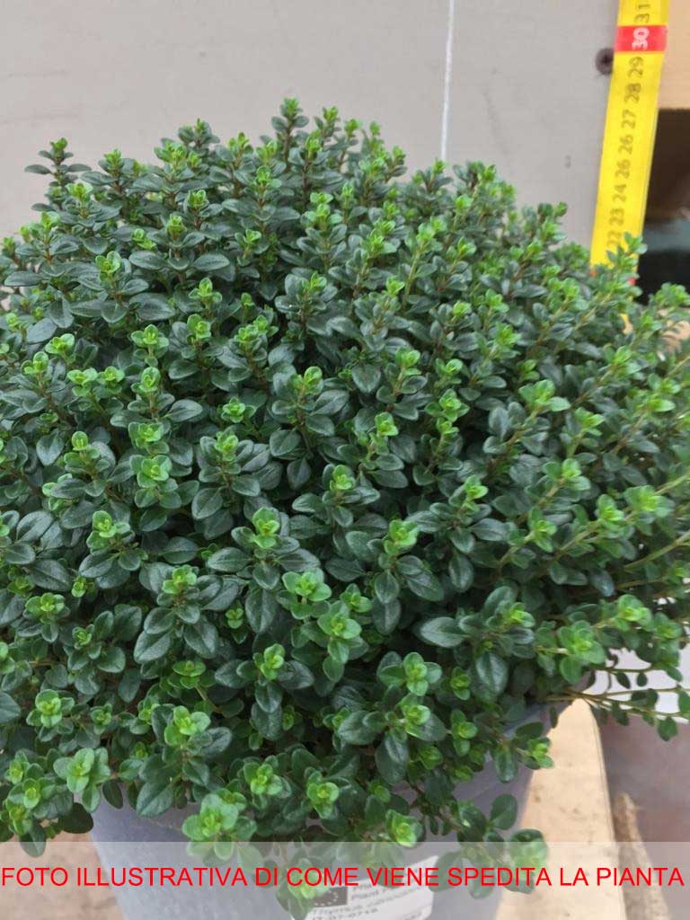THYMUS CITRIODORUS VERDE AL LIMONE VASO 18CM