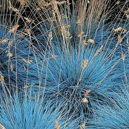 3 PIANTE DI  FESTUCA GLAUCA COMPACTA BLU VASO 10CM