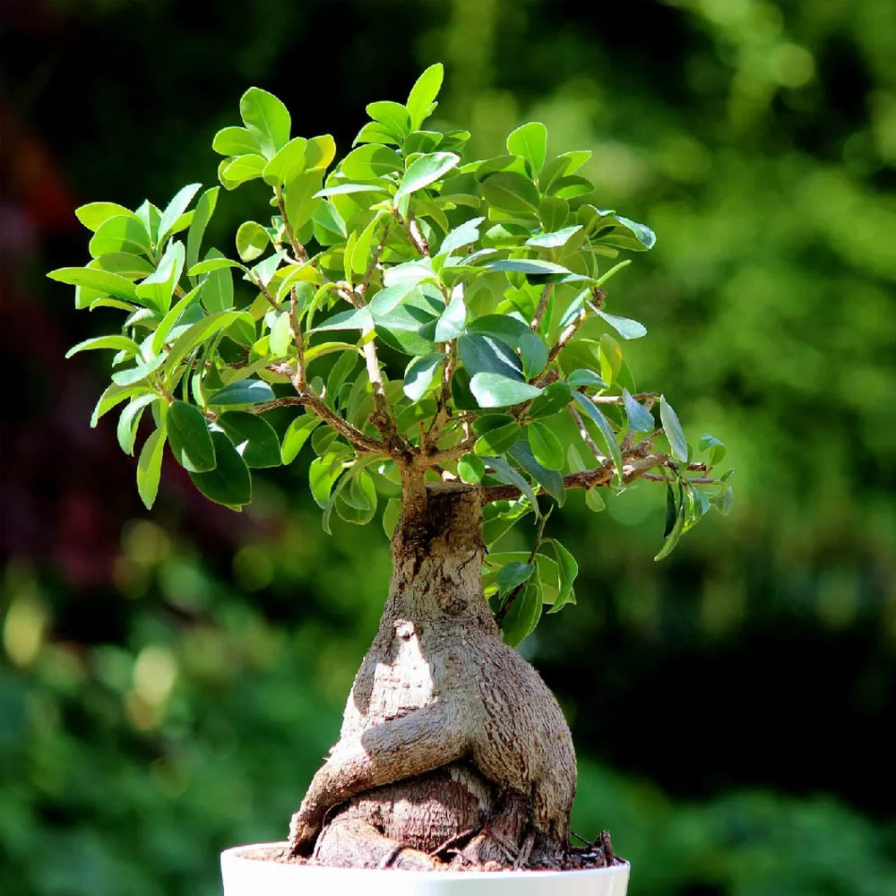 OFFERTA FICUS GINSENG BONSAI + VASO ECOPOTS AMSTERDAM18CM