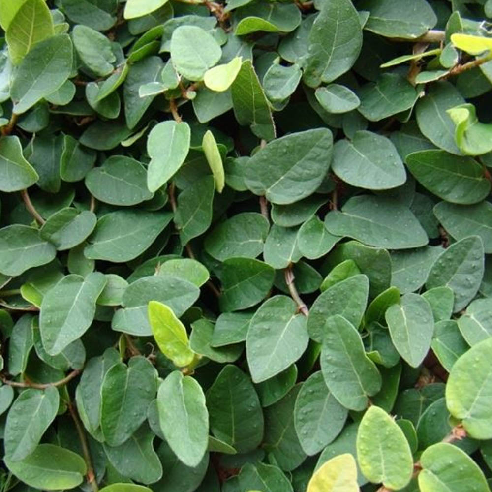 FICUS GREEN SUNNY IN VASO DA 9CM