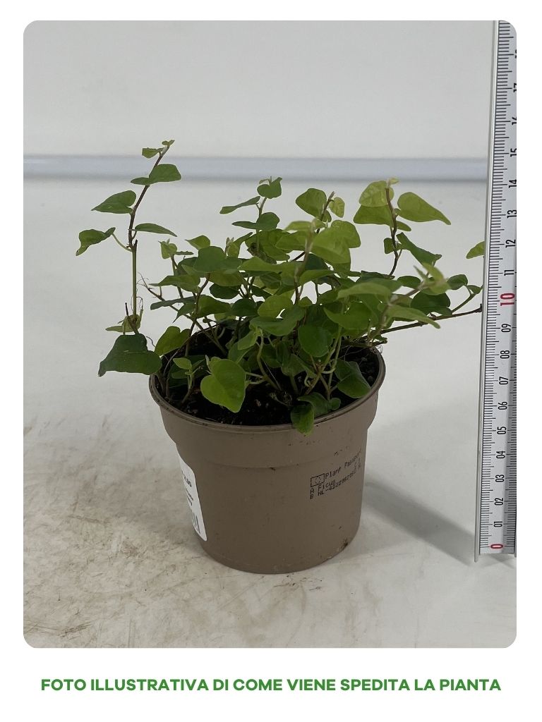 FICUS GREEN SUNNY IN VASO DA 9CM