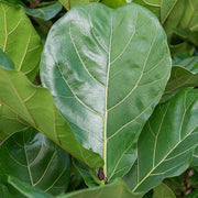 FICUS LYRATA 17CM