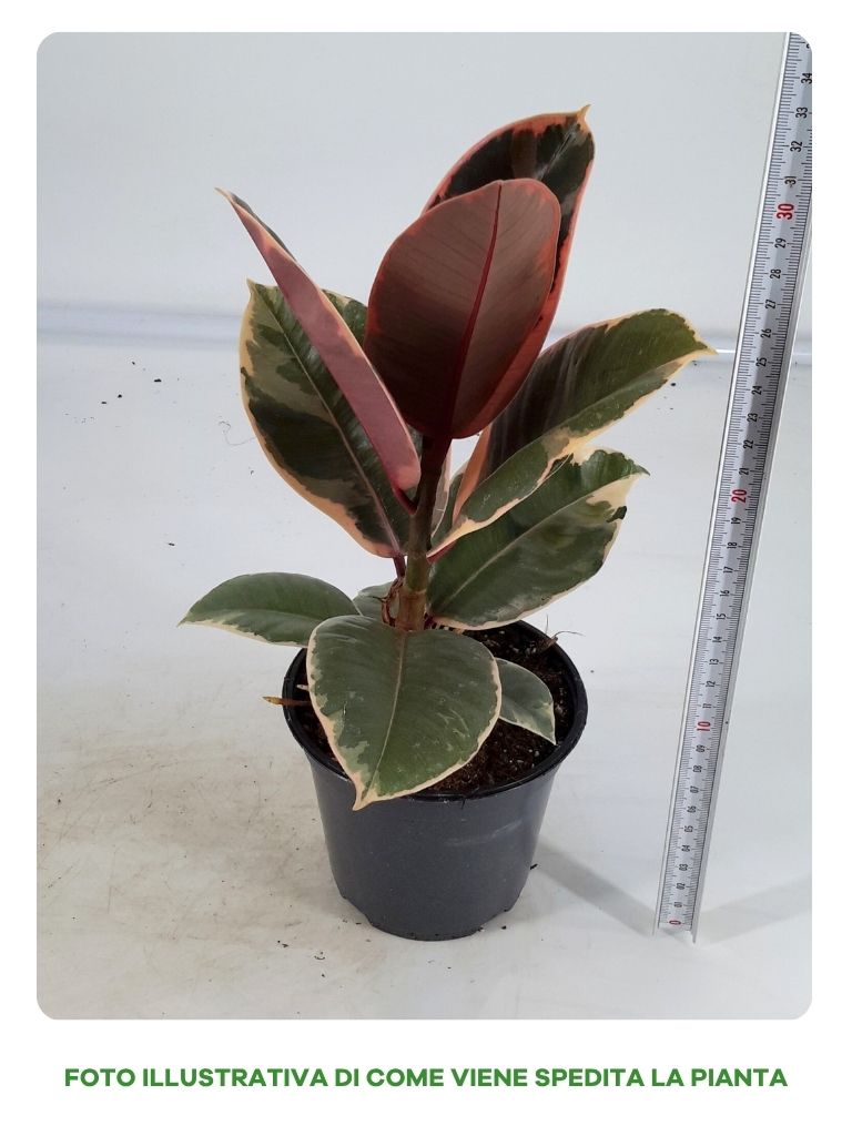 FICUS SHIVERIANA IN VASO DA 12CM