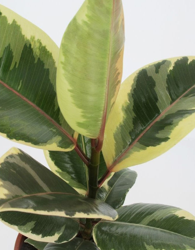 FICUS TINEKE VASO 21CM