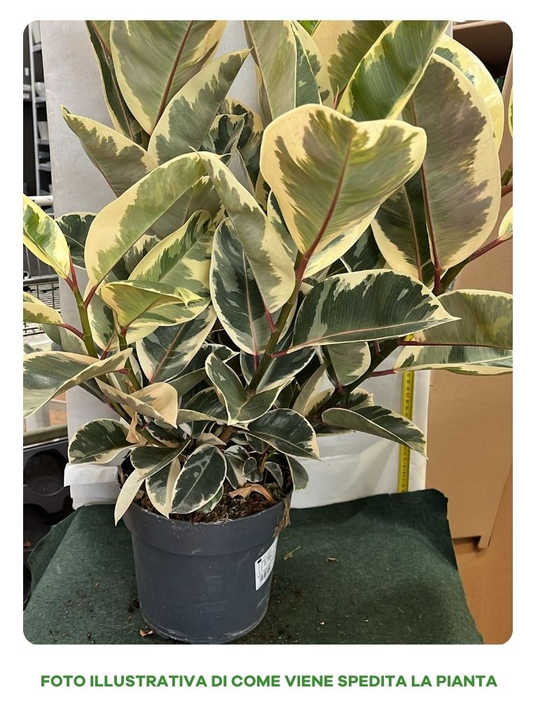 FICUS TINEKE VASO 21CM