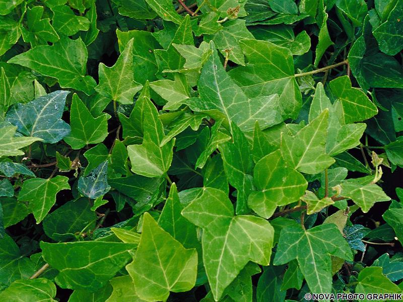 HEDERA HELIX SHAMROCK  IN VASO 10CM