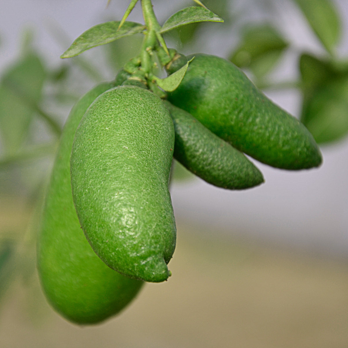 LIMONE CAVIALE VERDE FINGER LIME IN VASO 22CM