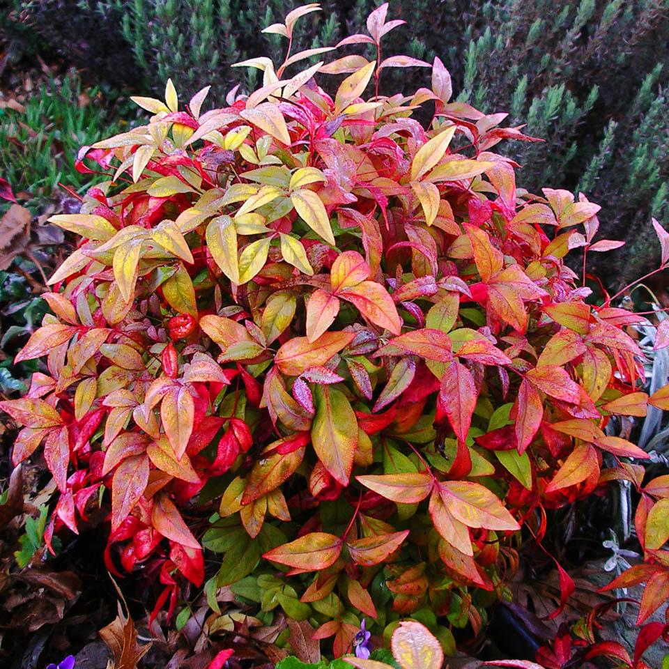 NANDINA DOMESTICA FIRE POWER IN VASO 19CM