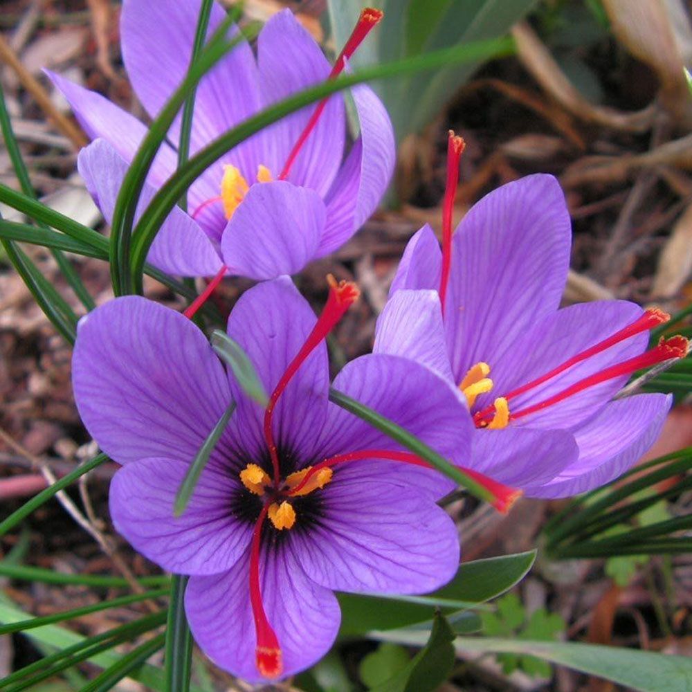 OFFERTA 50 BULBI DI CROCUS SATIVUS ZAFFERANO