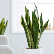 SANSEVIERIA LAURENTII IN VASO 14CM