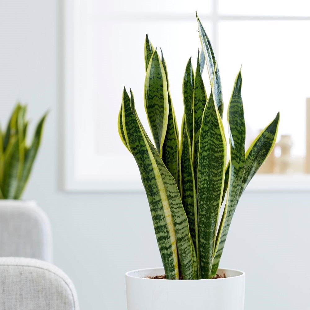 SANSEVIERIA LAURENTII IN VASO 15CM